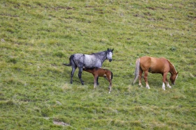 Ойжайлау Түрген шатқалы - фото 19