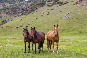 Ойжайлау Түрген шатқалы - фото 20