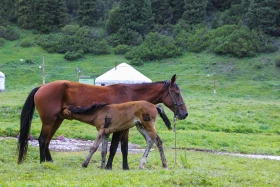 Ойжайлау Түрген шатқалы - фото 23