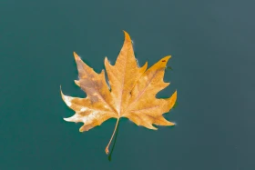 Осень в Шымкенте — время, когда город наполняется золотыми красками - фото 13