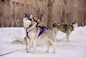 New Year Holidays in Astana - photo 30