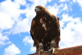 Ботай-Бурабай ашық аспан астындағы мұражай - фото 6