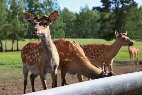 Ботай-Бурабай ашық аспан астындағы мұражай - фото 12
