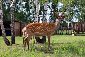 Ботай-Бурабай ашық аспан астындағы мұражай - фото 13