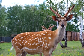 Ботай-Бурабай ашық аспан астындағы мұражай - фото 24