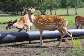 Ботай-Бурабай ашық аспан астындағы мұражай - фото 37