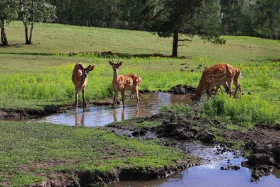 Ботай-Бурабай ашық аспан астындағы мұражай - фото 45