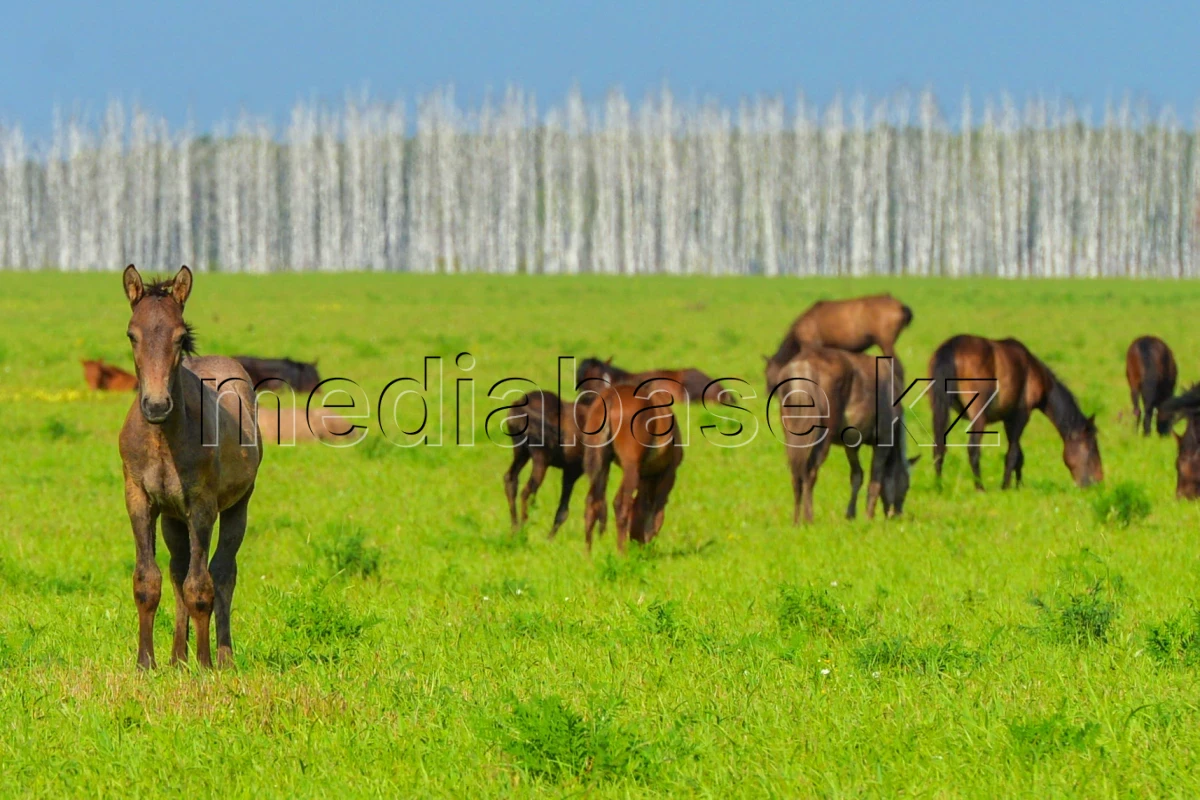 Қазақстанның далалық кеңістіктері - фото 1