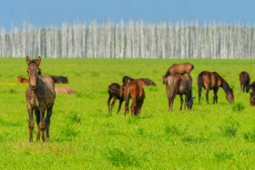 The steppe landscapes of Kazakhstan - photo 1
