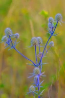 Қазақстанның далалық кеңістіктері - фото 2