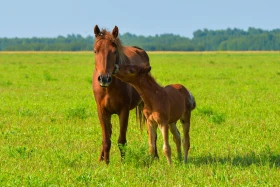 Қазақстанның далалық кеңістіктері - фото 3
