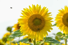 Қазақстанның далалық кеңістіктері - фото 4