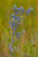 Қазақстанның далалық кеңістіктері - фото 6