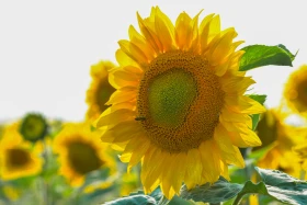 Қазақстанның далалық кеңістіктері - фото 8