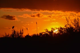 Қазақстанның далалық кеңістіктері - фото 9