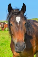Қазақстанның далалық кеңістіктері - фото 12