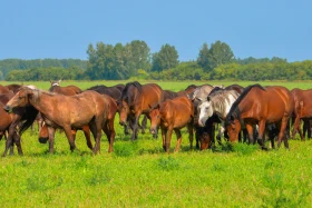 Қазақстанның далалық кеңістіктері - фото 13
