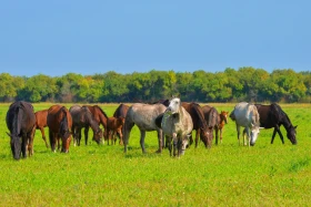 Қазақстанның далалық кеңістіктері - фото 15