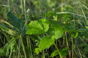 Қазақстанның далалық кеңістіктері - фото 16