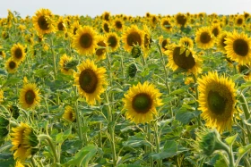 Қазақстанның далалық кеңістіктері - фото 17