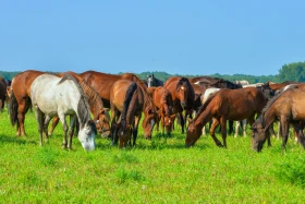 Қазақстанның далалық кеңістіктері - фото 18