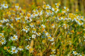 Қазақстанның далалық кеңістіктері - фото 19