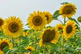 Қазақстанның далалық кеңістіктері - фото 20