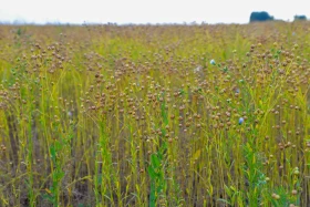 Қазақстанның далалық кеңістіктері - фото 23