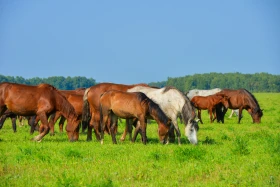 Қазақстанның далалық кеңістіктері - фото 24