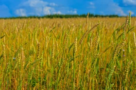 Қазақстанның далалық кеңістіктері - фото 26