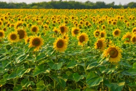 Қазақстанның далалық кеңістіктері - фото 29