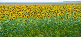 Қазақстанның далалық кеңістіктері - фото 30