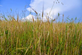 Қазақстанның далалық кеңістіктері - фото 33