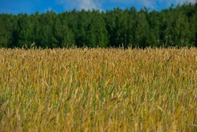 Қазақстанның далалық кеңістіктері - фото 35