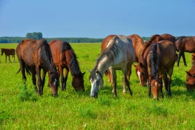Қазақстанның далалық кеңістіктері - фото 36
