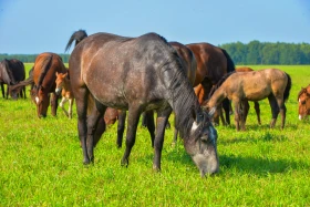 Қазақстанның далалық кеңістіктері - фото 37