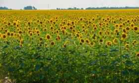 Қазақстанның далалық кеңістіктері - фото 38