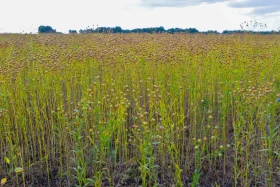 Қазақстанның далалық кеңістіктері - фото 39