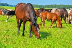 Қазақстанның далалық кеңістіктері - фото 40