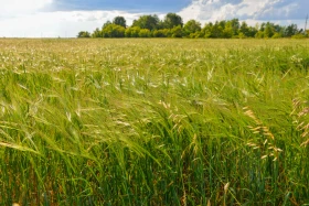 Қазақстанның далалық кеңістіктері - фото 41