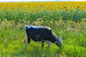 Қазақстанның далалық кеңістіктері - фото 42