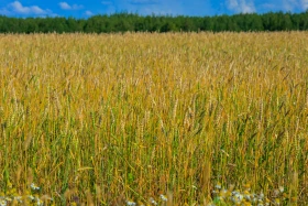 Қазақстанның далалық кеңістіктері - фото 43