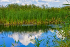 Қазақстанның далалық кеңістіктері - фото 44