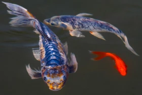 Өмір гүлдеген мекен: Алматы ботаникалық бағынан фоторепортаж - фото 2