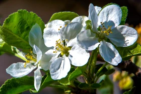 Өмір гүлдеген мекен: Алматы ботаникалық бағынан фоторепортаж - фото 6