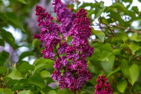 Өмір гүлдеген мекен: Алматы ботаникалық бағынан фоторепортаж - фото 8