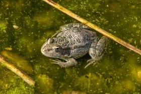 Өмір гүлдеген мекен: Алматы ботаникалық бағынан фоторепортаж - фото 9