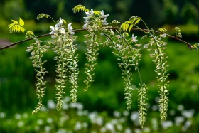 Өмір гүлдеген мекен: Алматы ботаникалық бағынан фоторепортаж - фото 10