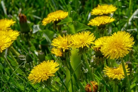 Өмір гүлдеген мекен: Алматы ботаникалық бағынан фоторепортаж - фото 11