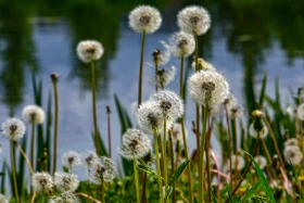 Өмір гүлдеген мекен: Алматы ботаникалық бағынан фоторепортаж - фото 14